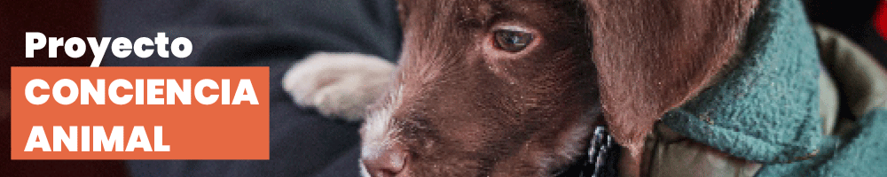 Banner Add